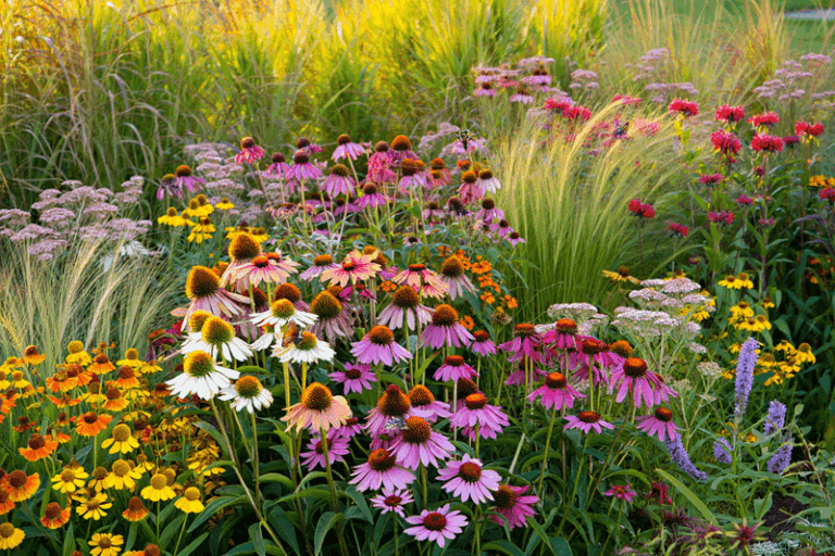 These Fast-Growing Perennials Fill an Empty Bed in a Single Season – Here Are the Ones to Plant Now