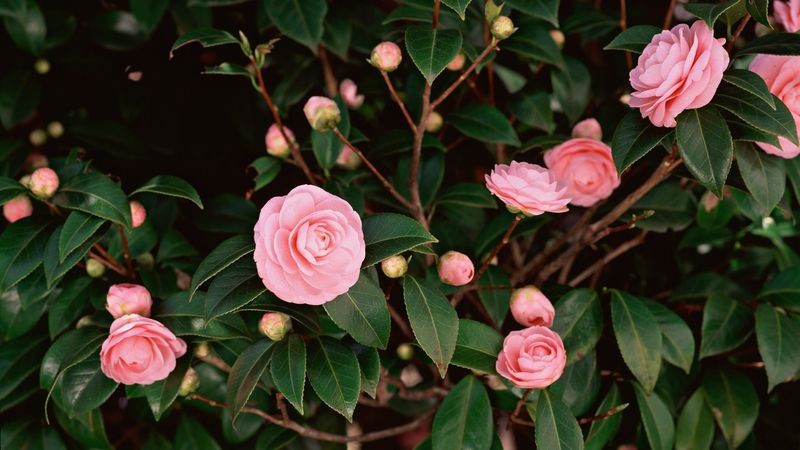 North Carolina Camellias Set More Flower Buds Next Spring When You Water Them Deeply Now