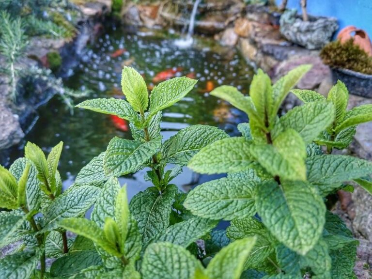 The Texas Yard Plant That May Help With Rats – And What Actually Works