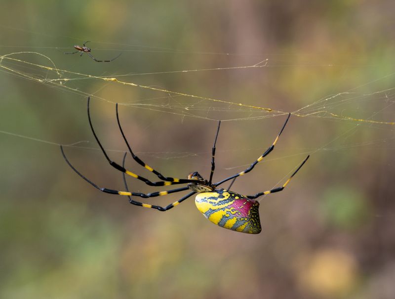 What It Really Means When Joro Spiders Suddenly Web Up Your North Carolina Yard This Fall