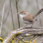 California Bewick’s Wrens May Forage Among Roses and Eat Some Insects, but They Are Not a Proven Control for Scale or Spider Mites – and Pruning Around an Active Nest Can Disturb the Birds and Remove Their Cover
