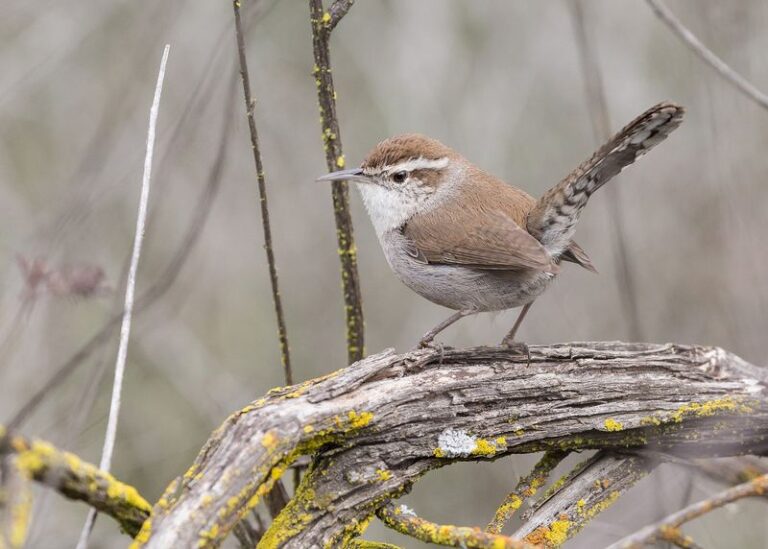 California Bewick’s Wrens May Forage Among Roses and Eat Some Insects, but They Are Not a Proven Control for Scale or Spider Mites – and Pruning Around an Active Nest Can Disturb the Birds and Remove Their Cover