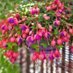 What North Carolina Gardeners Do to Keep Fuchsia Blooming Instead of Fading Out Fast