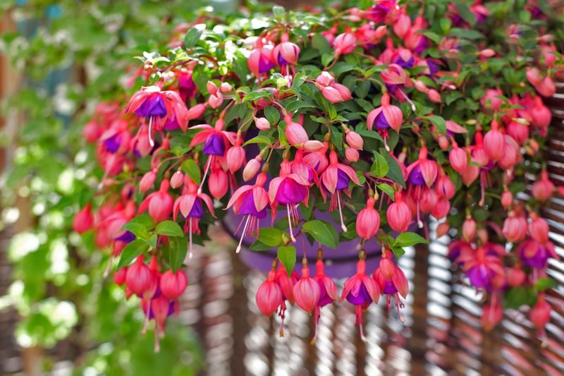 What North Carolina Gardeners Do to Keep Fuchsia Blooming Instead of Fading Out Fast