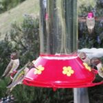 What It Really Means When California Hummingbirds Suddenly Abandon Your Feeder in Fall, and Where They Really Went