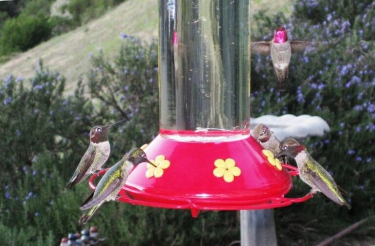 What It Really Means When California Hummingbirds Suddenly Abandon Your Feeder in Fall, and Where They Really Went