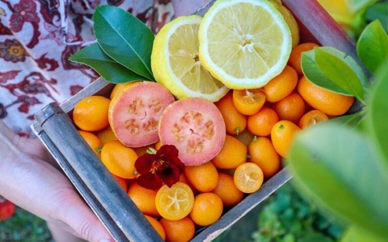 7 Heat-Tolerant Florida Edibles That Keep Producing Through Fall When Everything Else Quits