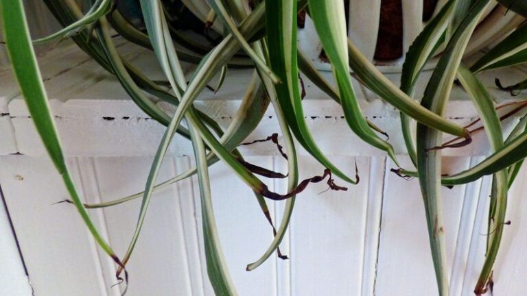 Your Spider Plant’s Leaf Tips Turn Brown and Crispy — Here’s the Watering Slip Behind It