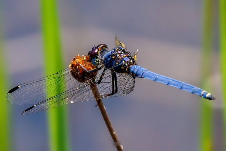 Your California yard gets fewer mosquitoes when dragonflies have this landing and hunting setup