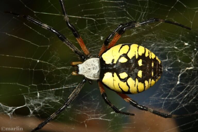 The Big Black-and-Yellow Garden Spider Spinning Webs Across Your Central Texas Yard Right Now Is Actually Harmless
