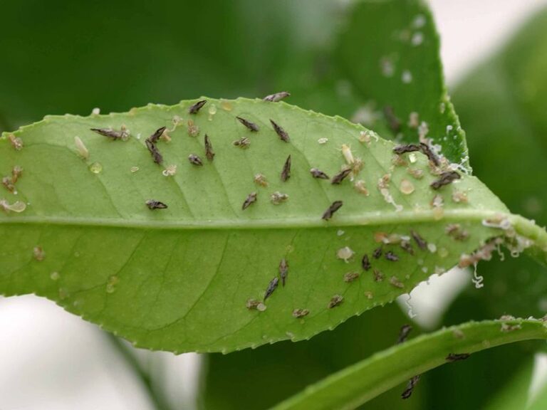 If You Spot This Tiny Bug on Your California Citrus Leaves This Fall, Report It Before It Spreads