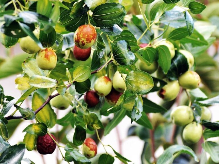 Why This Old-School California Fruit Tree Is Showing Up in Backyard Gardens Again