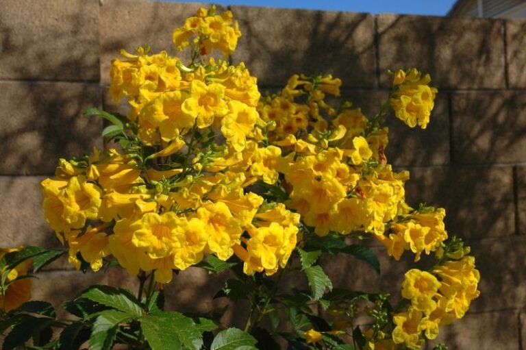 Why More Texans Are Tucking a Blooming Esperanza Right Beside the Front Door