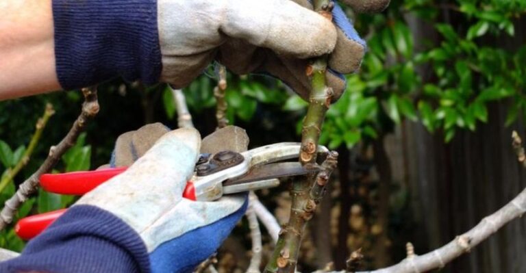 When North Carolina Gardeners Prune Their Fig Trees So the Next Crop Comes in Bigger, Not Just Bushier