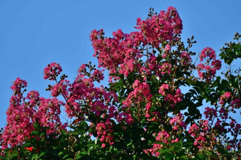 The Crape Myrtle Spacing Mistake North Carolina Gardeners Make That Turns a Row Into a Tangled Mess