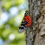 Spotted Lanternfly in North Carolina Has One Favorite Host Tree, and Cutting It Stops the Swarm