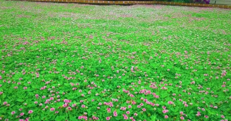 Kurapia: The Low-Water Ground Cover California Homeowners Are Testing as a Lawn Alternative