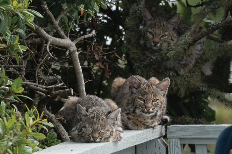 What It Really Means When a Bobcat Slips Into Your California Yard, and the Smart Way to React