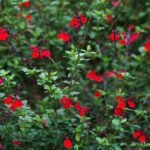 The Native Texas Perennial That Quietly Outshines Tired Lantana Borders in Every Season