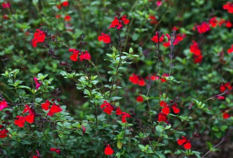 The Native Texas Perennial That Quietly Outshines Tired Lantana Borders in Every Season