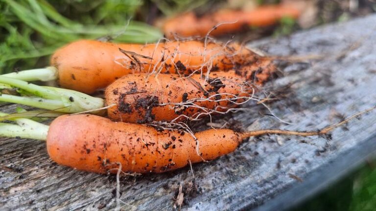 Your Fall Carrots Come Up Thin and Hairy With Whiskery Side Roots – Here’s the Soil Slip Behind It