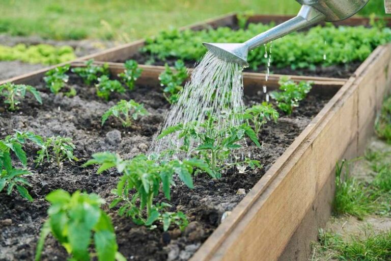 The Worst Time to Water Your Garden Is Wasting Half of Every Drop — Here’s When to Do It Right
