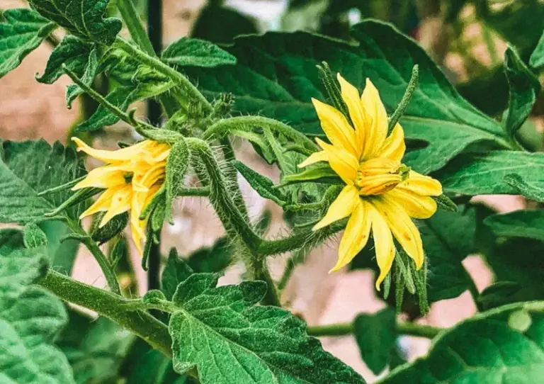 Your Central Texas Fall Tomatoes Are Setting Blooms but Dropping Every One in the October Heat