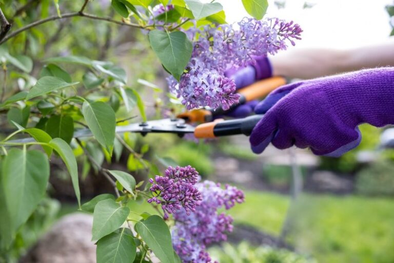 Your Lilacs Bloom Less Next Spring When You Prune Them This Fall