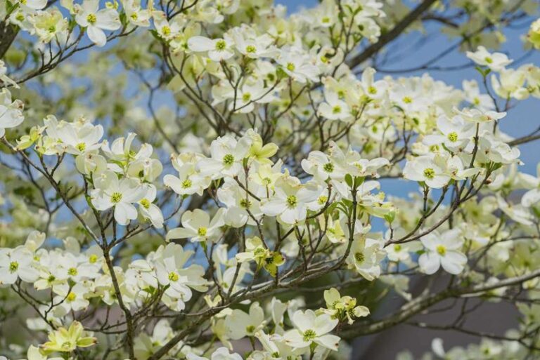 The Fall Step North Carolina Dogwoods Need Now or Spring Blooming Stays Sparse
