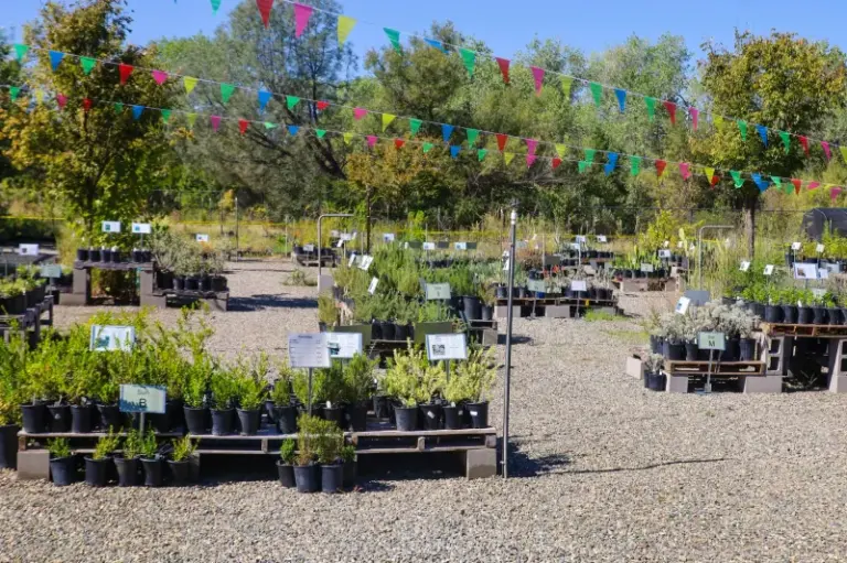 The Best Bay Area Native Plant Nurseries California Gardeners Quietly Drive Across Town to Find