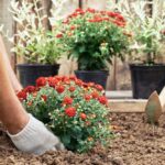 Your Fall Mums Die Off After One Season — Here’s How to Get Them to Come Back Next Year