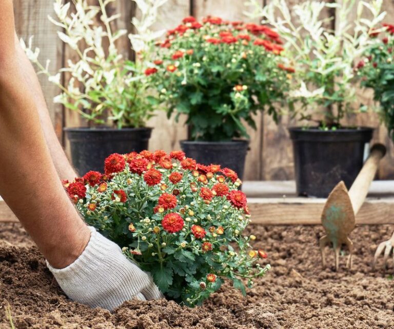 Your Fall Mums Die Off After One Season — Here’s How to Get Them to Come Back Next Year