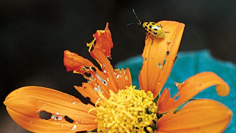 Something Is Punching Ragged Holes in Your Fall Zinnias Overnight – Here’s the Chewing Culprit Behind It