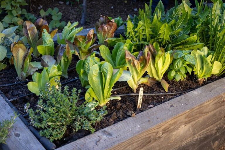 The California Fall Vegetables You Need to Get in the Ground This Weekend Before the Planting Window Closes