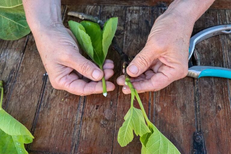 Your fig tree makes easy new plants when you start cuttings before cool weather slows them down