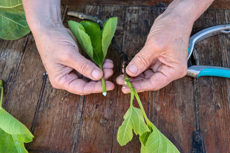 Your fig tree makes easy new plants when you start cuttings before cool weather slows them down