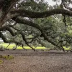 7 Florida Native Trees That Give Your Yard Live Oak Shade Without the Roots That Wreck Driveways