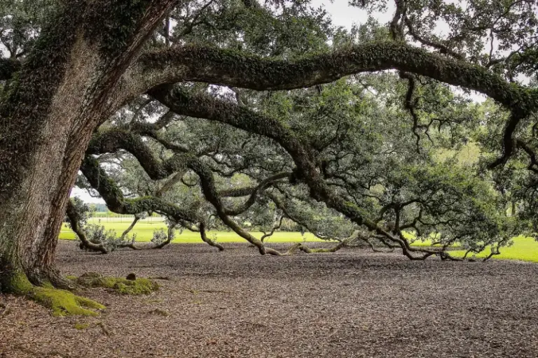 7 Florida Native Trees That Give Your Yard Live Oak Shade Without the Roots That Wreck Driveways