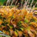 Your Hostas Head Into Cold Weather Stronger When You Cut Them Back at the Right Time