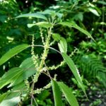 Most Florida butterfly gardens stay busy through fall only when these 7 host plants are there