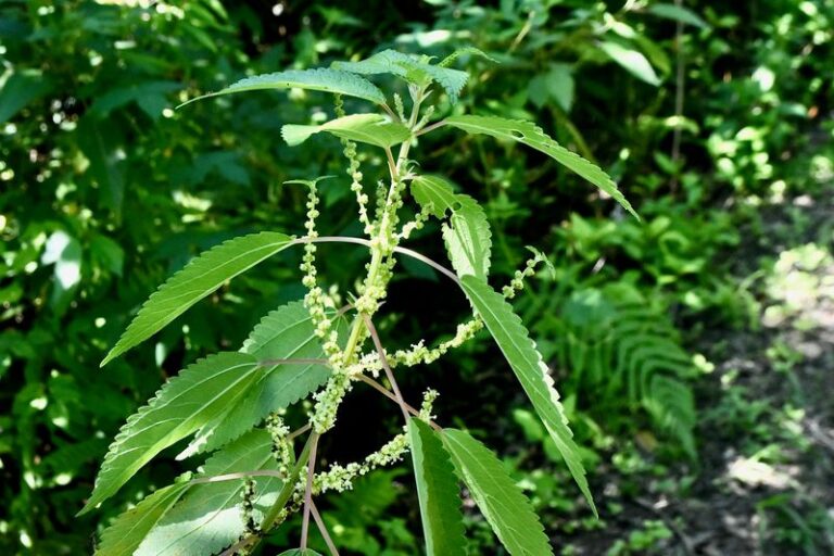 Most Florida butterfly gardens stay busy through fall only when these 7 host plants are there