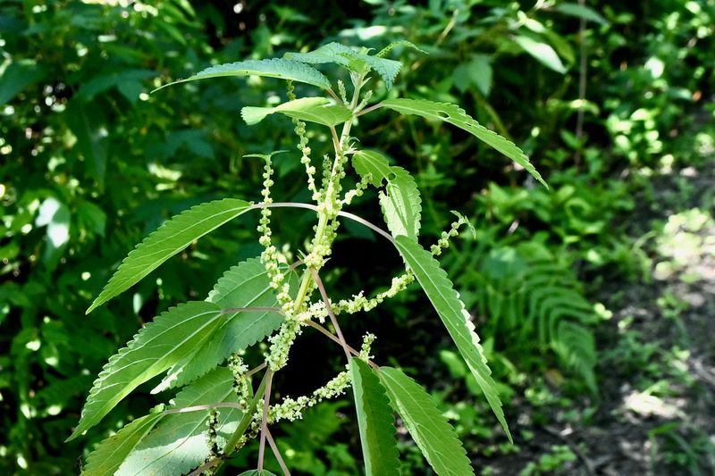 Most Florida butterfly gardens stay busy through fall only when these 7 host plants are there