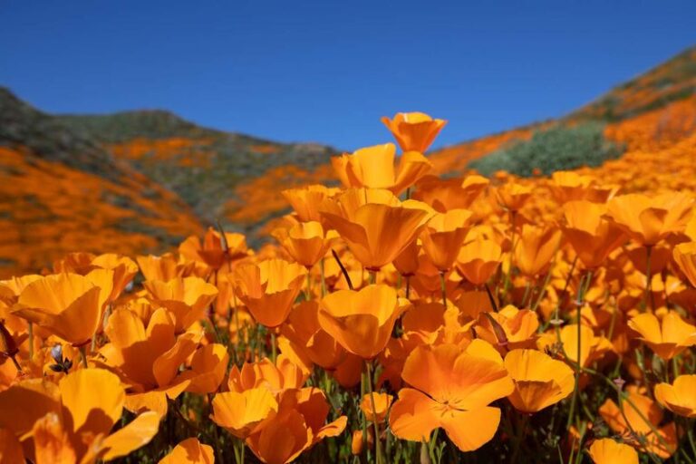 The California Native Plants That Quietly Bring the Most Birds Into Your Yard Year After Year
