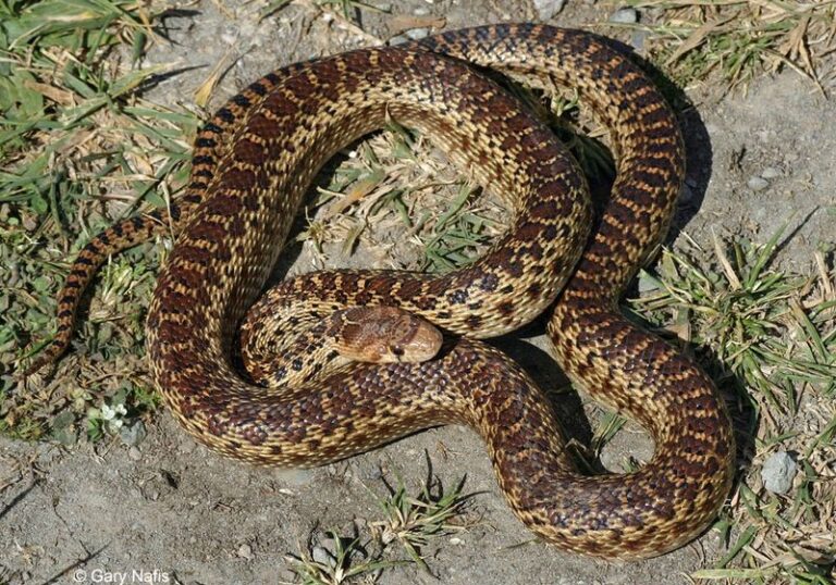 This Harmless California Snake Quietly Eats the Rodents Near Your Home, but Homeowners Keep Killing It on Sight