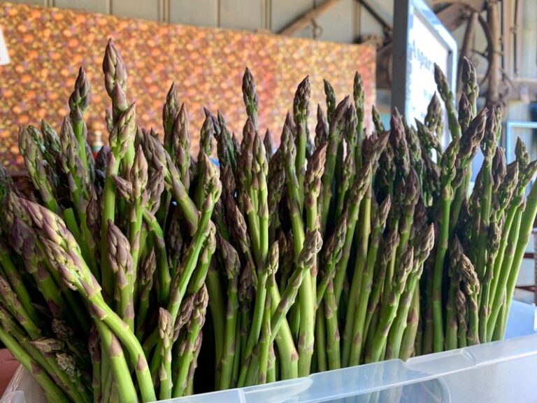 What North Carolina Gardeners Do To Get an Asparagus Bed That Feeds the Family Every Spring for Decades