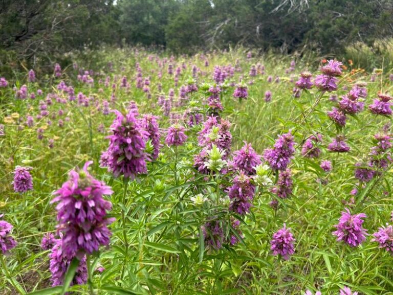 The Underrated Native Texas Wildflower That Quietly Pushes Rats Away From Your Backyard Beds