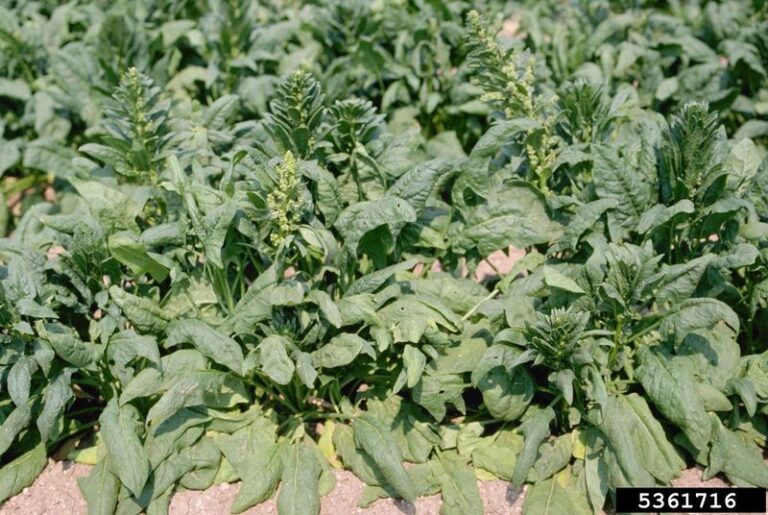 Your Fall Spinach Bolts Straight to Seed Before You Can Cut a Full Leaf – Here’s the Warm-Soil Slip Behind It