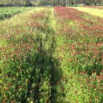 The Cover Crop North Carolina Gardeners Should Sow Now So Spring Soil Feels Completely Different