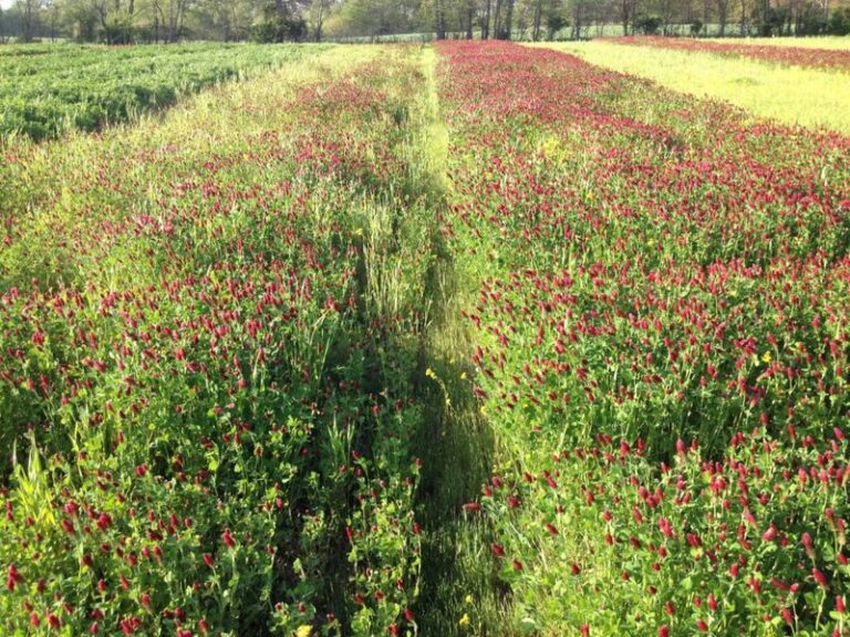 The Cover Crop North Carolina Gardeners Should Sow Now So Spring Soil Feels Completely Different