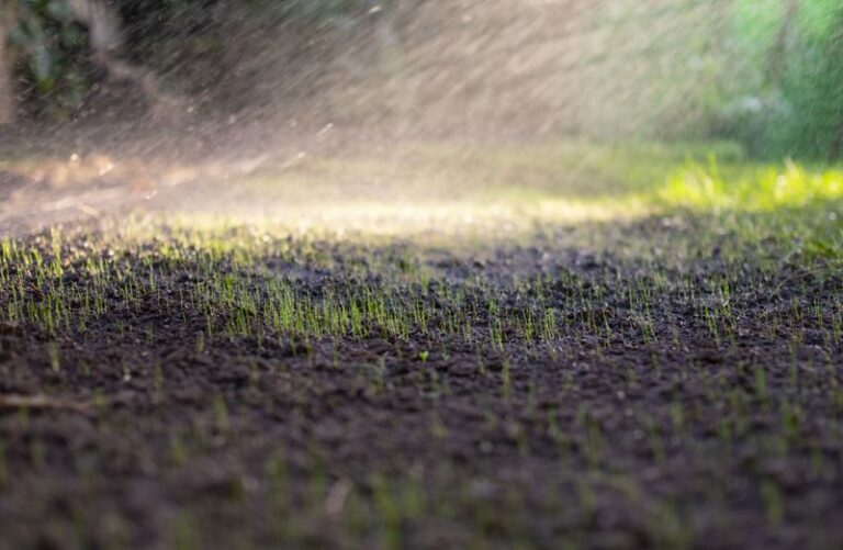 Your New Grass Seed Sprouts Then Dies Because the Watering Schedule Changes Too Soon